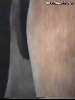 人类和动物-A-Gay公驴交配[Zoophilia动物马种马性别]资源多多,等着你欣赏