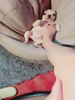 小可爱平台[原卡哇伊]颜值不错AI图图直播大秀 身材丰满 揉奶插穴 十分淫荡