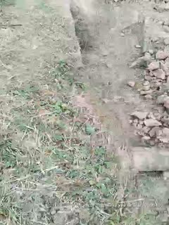 2020.2.15[金莲小仙女]重庆妹子到村头，调戏老两口对白搞笑，大姨妈期间撒尿露乳勾引农村大哥，诱惑大叔摸胸抠逼给他撸射